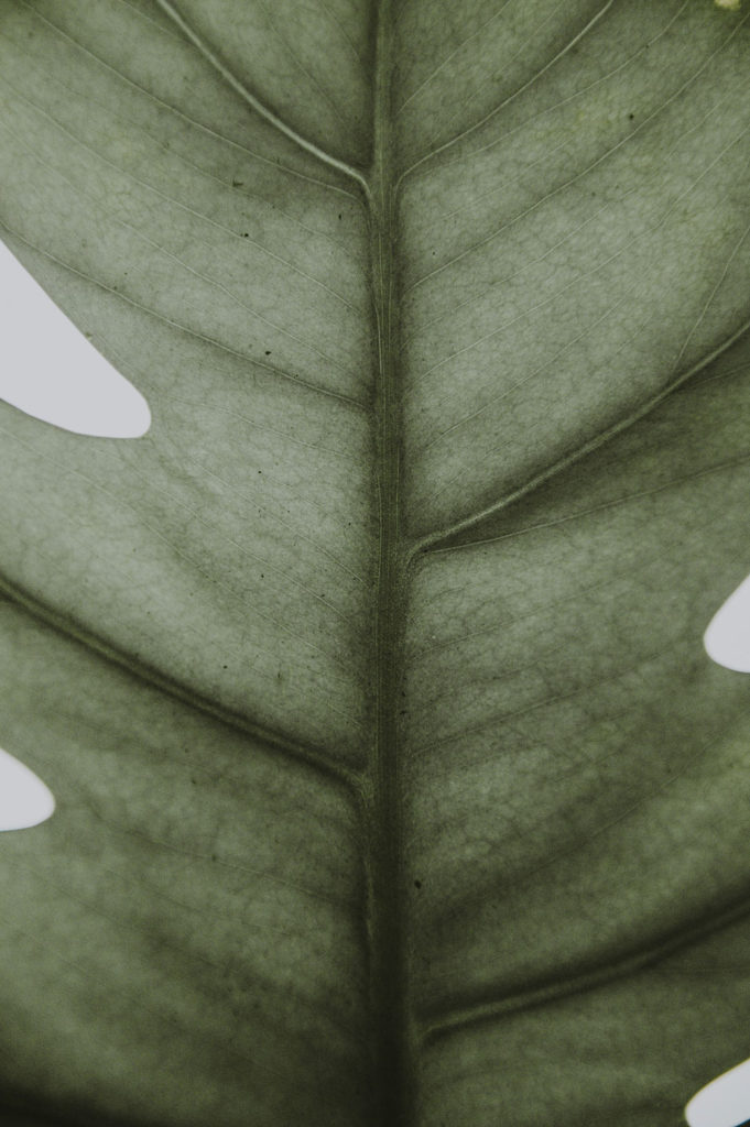 Somos Uno Leaf, close up photo of a green leaf and its veins