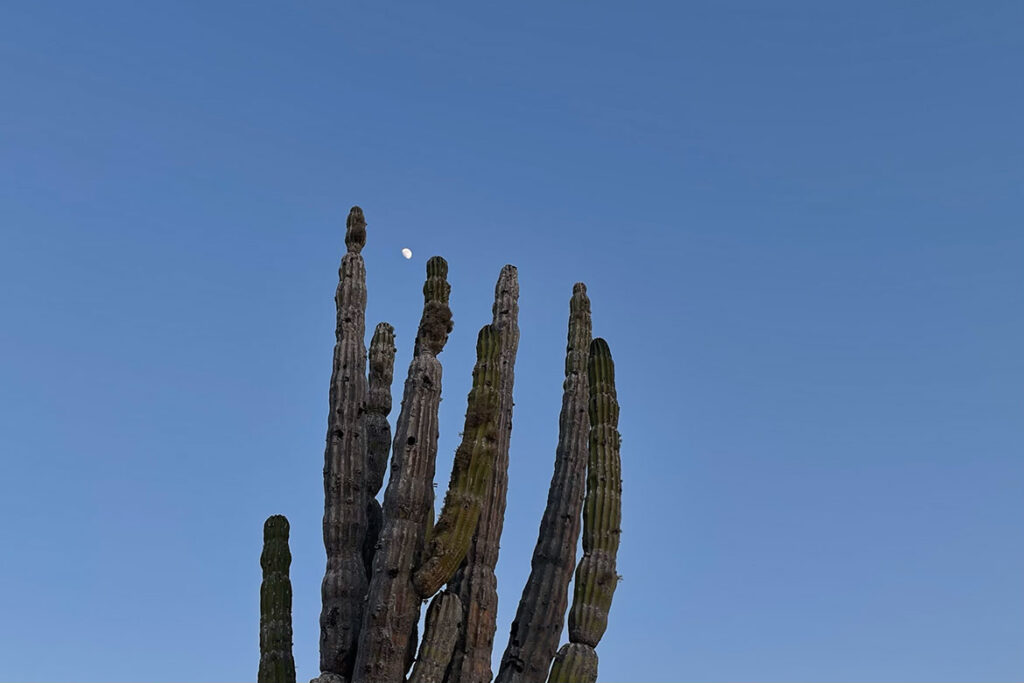 Somos Uno Journal, moon amid cacti